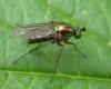 Dolichopus ungulatus